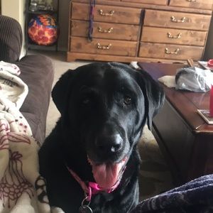 Meet your Posher, Wesley